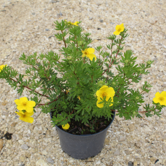 Potentille 'Goldfinger'