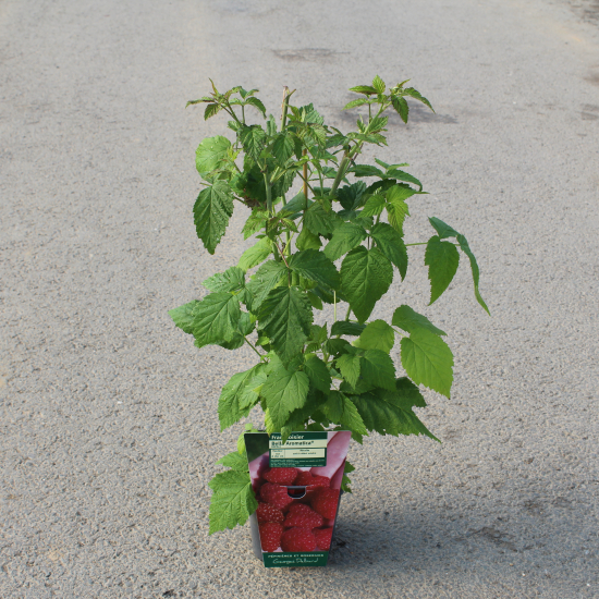 Framboisier 'Belle aromatica'
