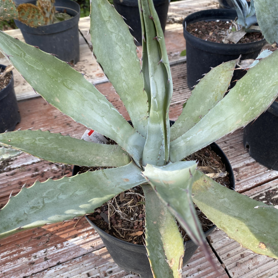 Agave doré 'Giant'