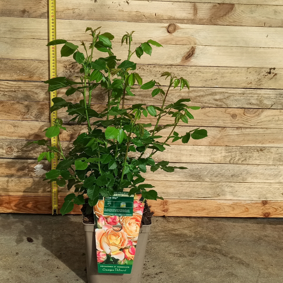 Rosier 'Dolce vita '