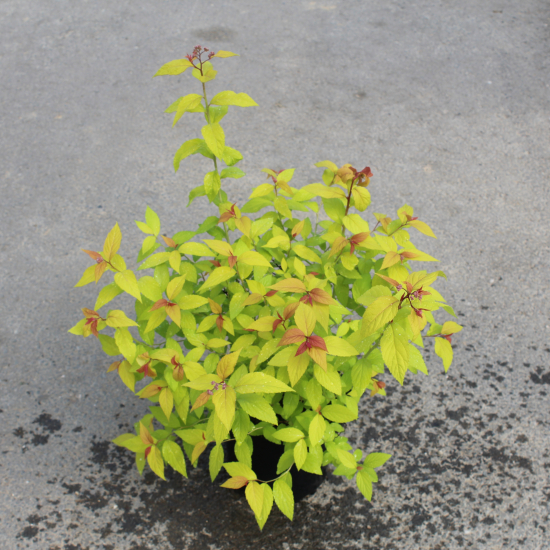 Spirée à floraison rouge 'Goldflame'
