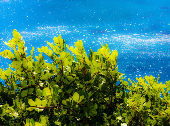 Griselinie du littoral 'Green horizon'