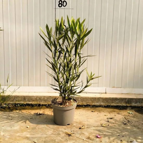 Laurier rose splendens variegata