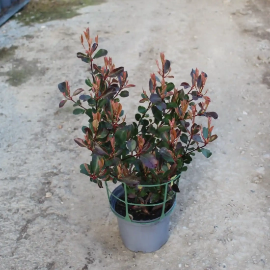 Photinia 'Nana'