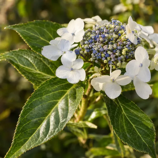 Hortensia 'Renaissance' (Hydrangea scandens) — fleurs blanches plates entourant cœur de boutons bleus · Photo d'illustration