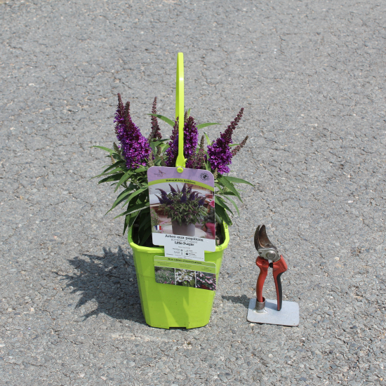 Arbre aux papillons 'petit pourpre'