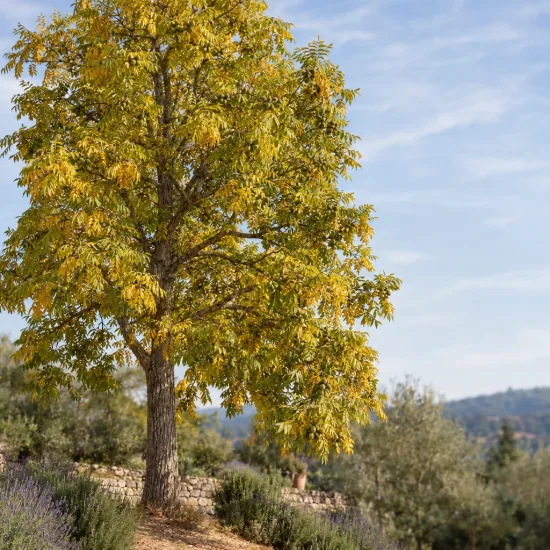 Noyer blanc d'amérique (Carya ovata) — grand arbre isolé au feuillage jaunissant · Photo d'illustration