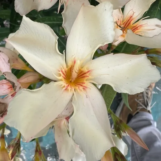 Laurier rose 'Angiolo pucci' (Nerium oleander) — grande fleur pâle à cœur orangé