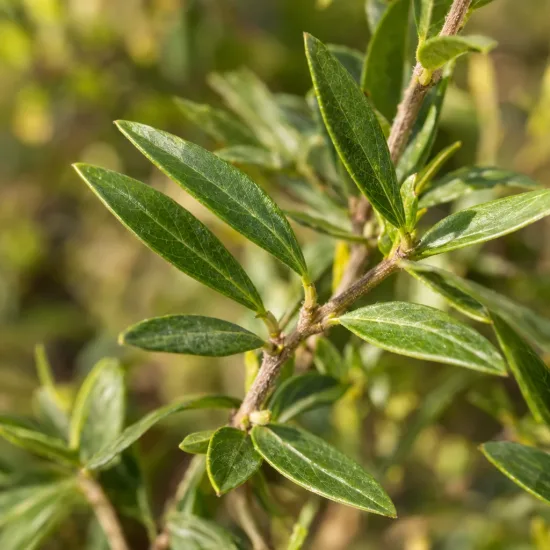 Sauge gregii 'Jaune' (Salvia gregii) — gros plan sur feuilles vertes lancéolées · Photo d'illustration