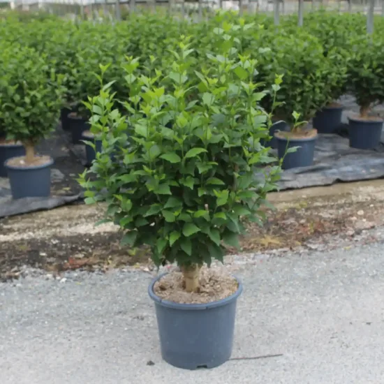 Althéa 'China chiffon' (Hibiscus syriacus) — jeune arbuste au feuillage dense en pot · Pot 15L