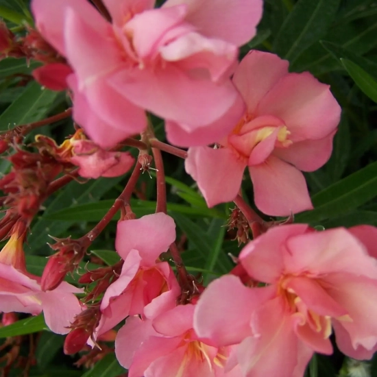 Laurier rose 'Rosario'