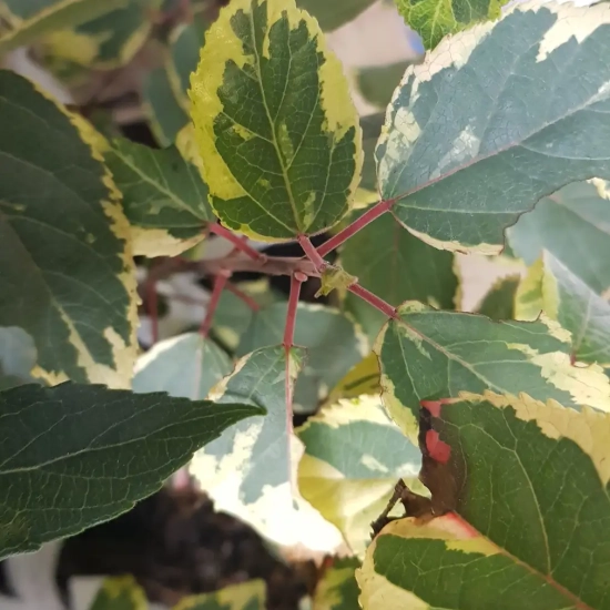 Baie de maqui 'Variegata'