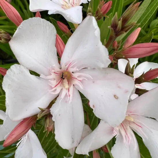 Laurier rose 'Alsace' (Nerium oleander) — gros plan de fleurs pâles et boutons rosés