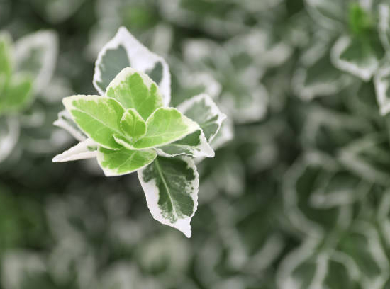 Fusain de fortune 'Emerald gaiety'