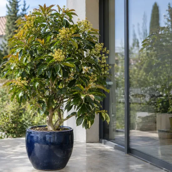 Avocatier race guatémaltèque '(semis de hass)' (Persea americana) — grand arbre en pot vernissé sur terrasse · Photo d'illustration