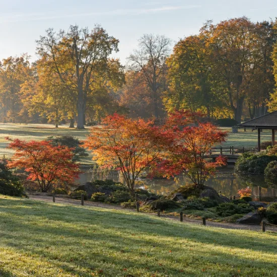 Érable du japon 'Seiryu' (Acer palmatum) — arbustes colorés près d'un étang de jardin · Photo d'illustration