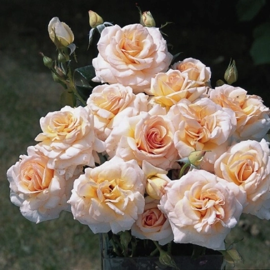 Rosier 'Jean pierre foucault '
