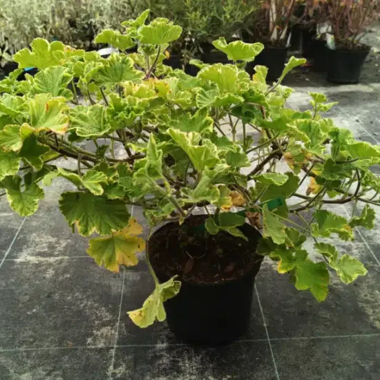 Géranium au parfum de citron 'Atomic snowflake' (Pelargonium) — plante touffue au feuillage vert panaché jaunissant · Pot 3L