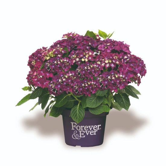 Hortensia 'Forever and ever purple'