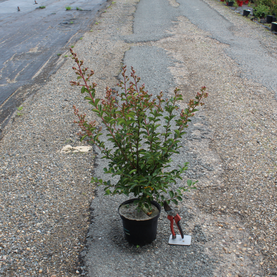 Lilas des indes 'Jeanne desmartis'