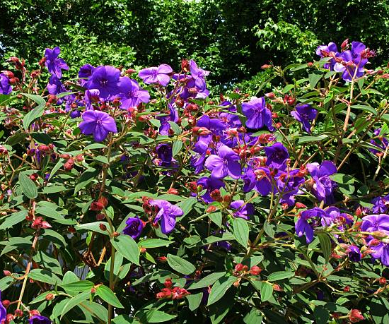 Lasiocampe 'Compacta'