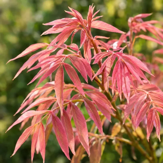 Acajou de chine 'Flamingo' (Cedrela sinensis) — jeunes feuilles allongées rosées en gros plan