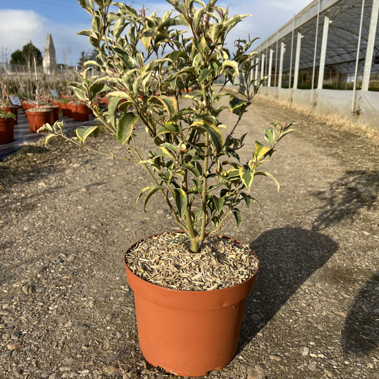 Troène luisant 'Tricolor'