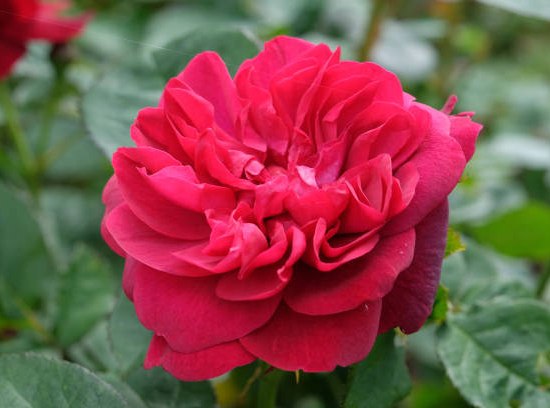 Rosier 'Thomas a becket '