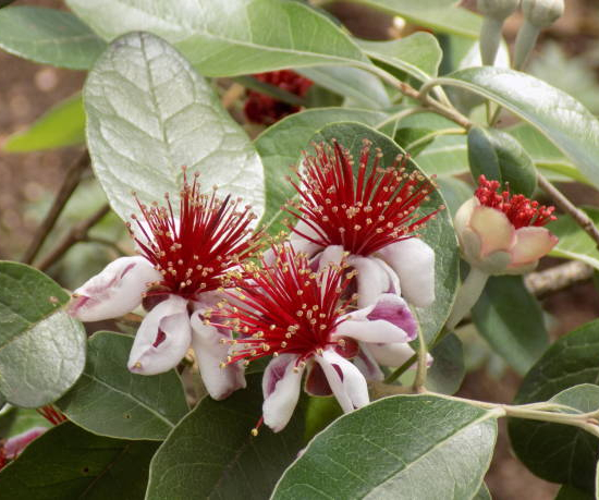 Feijoa. goyavier du brésil 'Gemini'