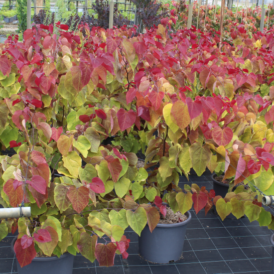 Gainier du canada 'Eternal flame'