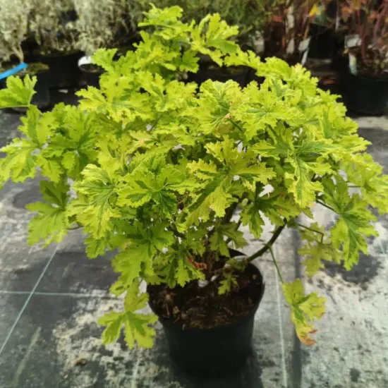 Géranium au parfum d’agrume 'Charity' (Pelargonium) — plante buissonnante au feuillage vert clair découpé · Pot 3L