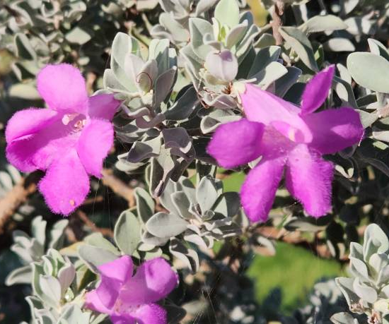 Sauge du désert 'Compactum'