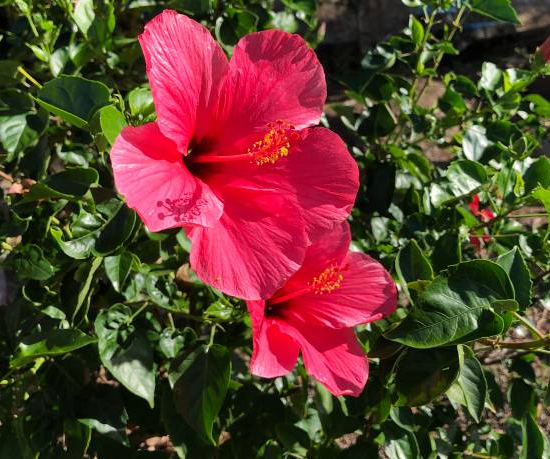 Hibiscus des marais 'Planet griotte'
