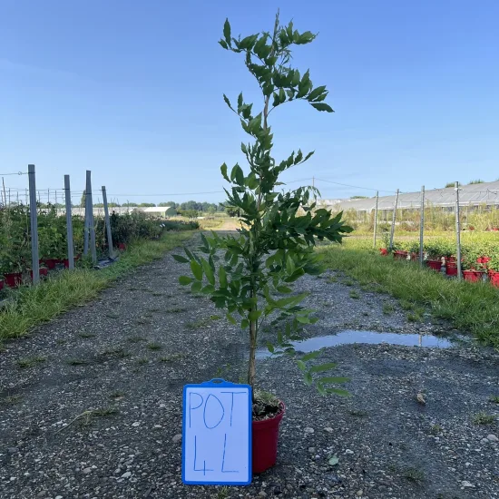 Glycine 'Black dragon' (Wisteria floribunda) — jeune arbuste en pot sur allée gravillonnée · Pot 4L