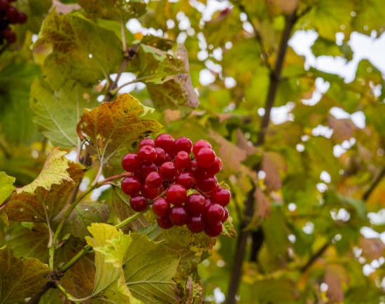 vigne 'Ruby'