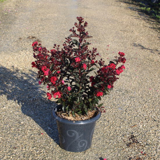 Lilas des indes 'Double dynamite'
