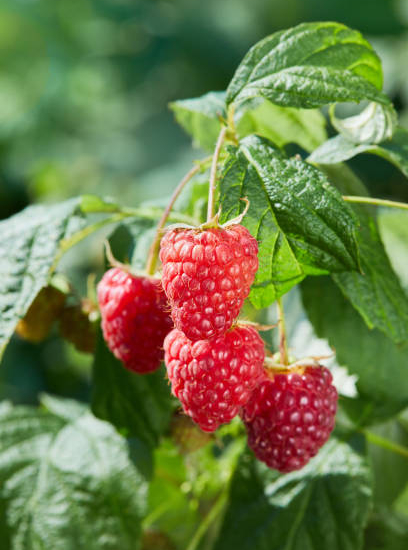 Framboisier 'Summer chef'