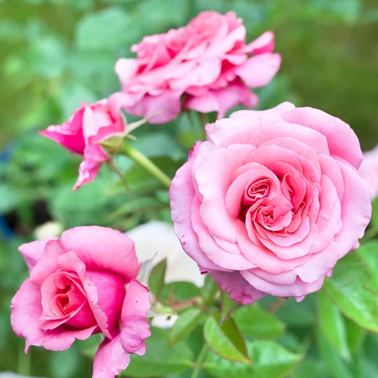 Rosier 'Pink voluptia '