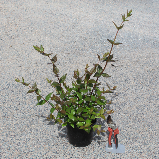 Abelia à grandes fleurs