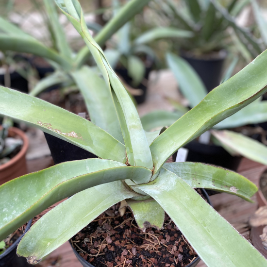 Agave  vilmoriana