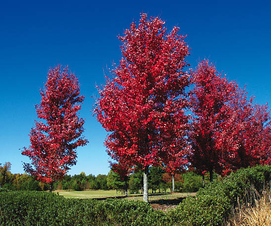 Érable rouge 'Brandywine'