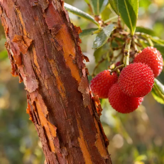 Arbousier ou arbre aux fraises nain 'Hannie' (Arbutus unedo) — gros plan sur tronc et fruits rouges
