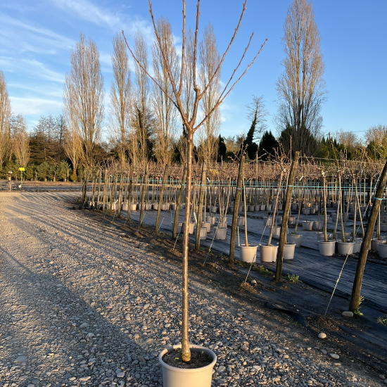 Cerisier 'Hedelfingen'