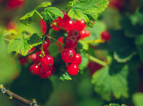 Groseillier à grappes 'Raisin agate rouge'