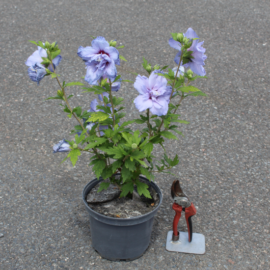 Althéa 'Blue chiffon'