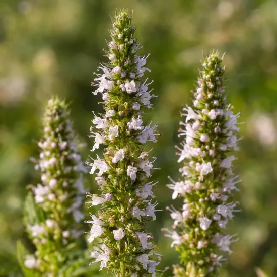 Menthe 'Mojito cocktail' (Mentha × piperita) — épis floraux serrés aux petites fleurs pâles · Photo d'illustration