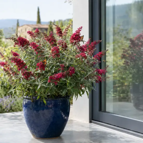 Buddleia 'Butterfly candy little ruby' (Buddleja davidii) — arbuste aux épis floraux rouges dans pot bleu