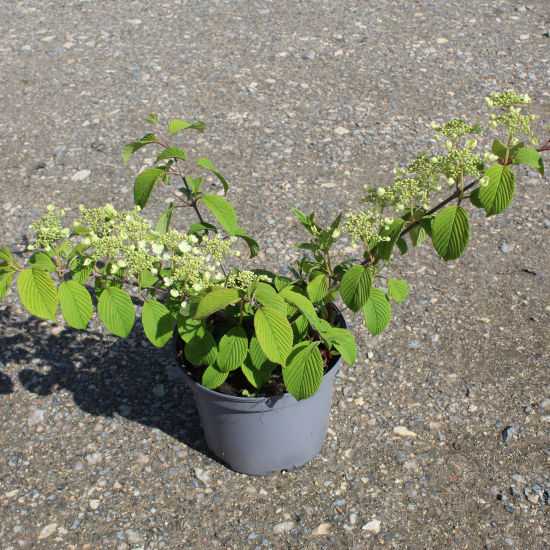 Viorne de chine 'Lanarth'