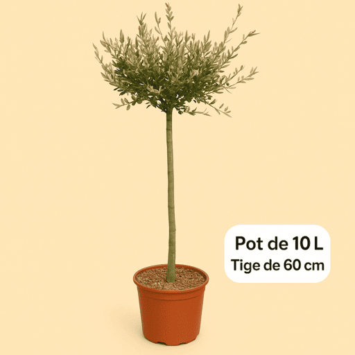 Saule crevette 'Hakuro nishiki'