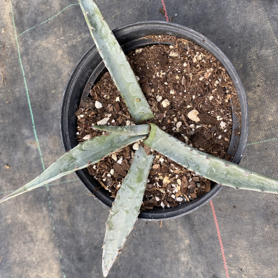 Agave doré